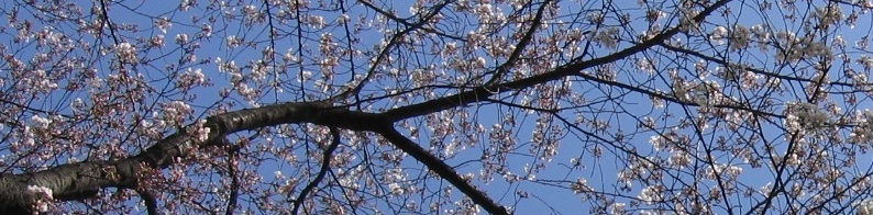 Cherry tree